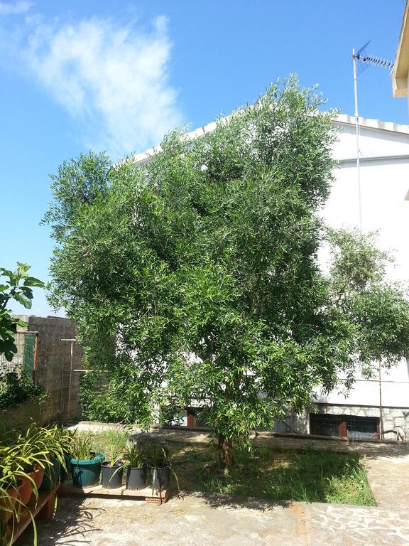 Apartments Maslina בוזאבה חדר תמונה